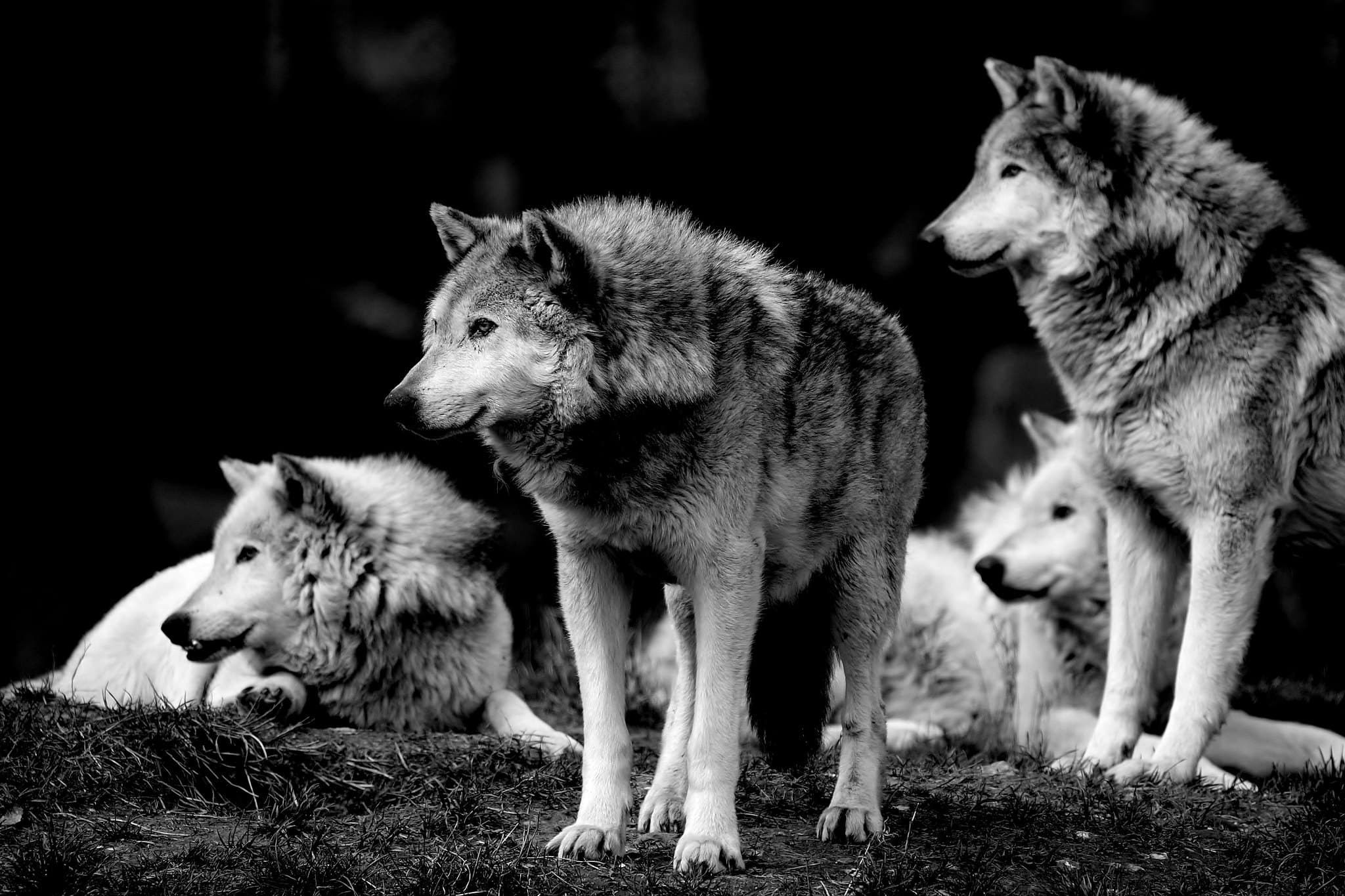 Gray Wolf Optimization in Java